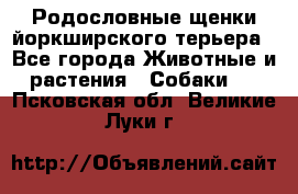 Родословные щенки йоркширского терьера - Все города Животные и растения » Собаки   . Псковская обл.,Великие Луки г.